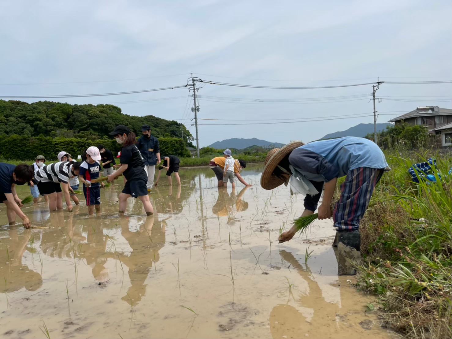 田植えの様子
