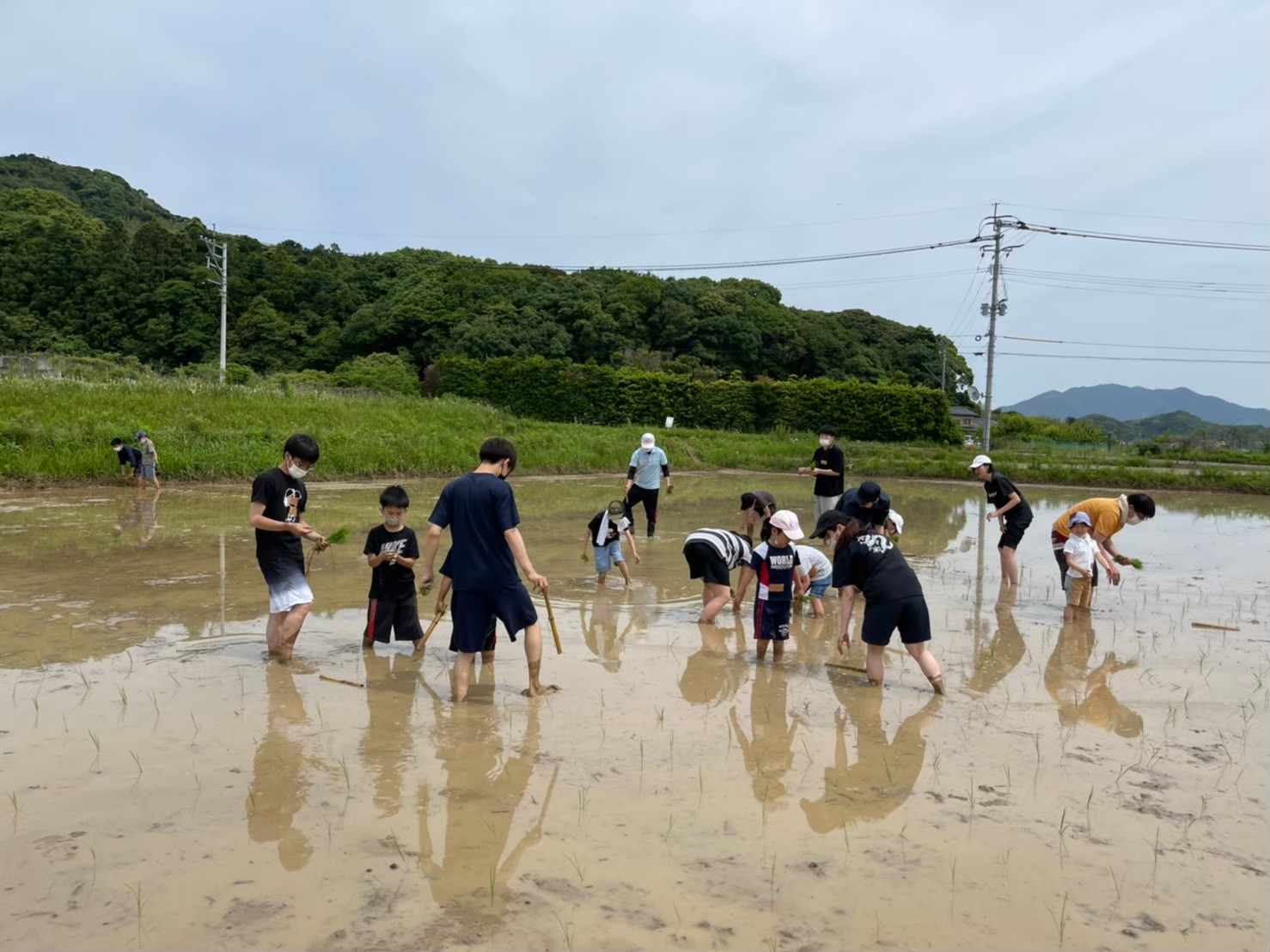 田植えの様子