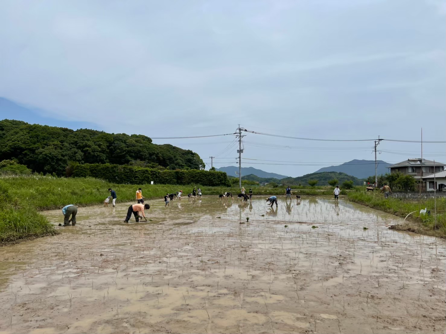 田植えの様子